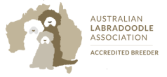australian labradoodle association